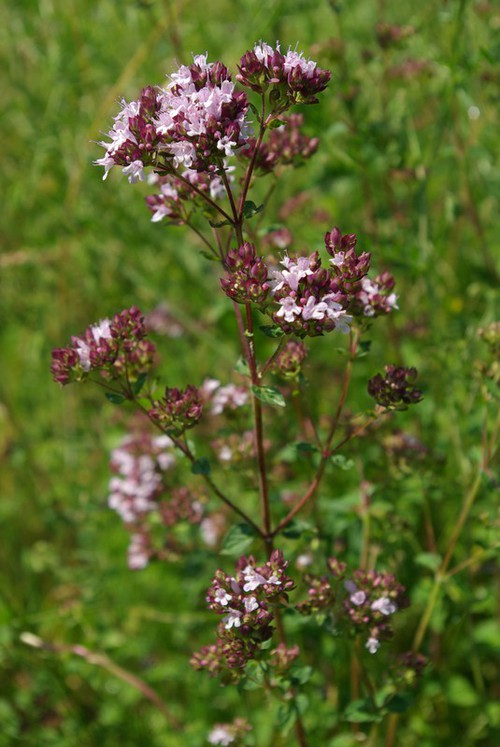 inflorescence