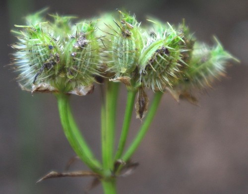 fruit