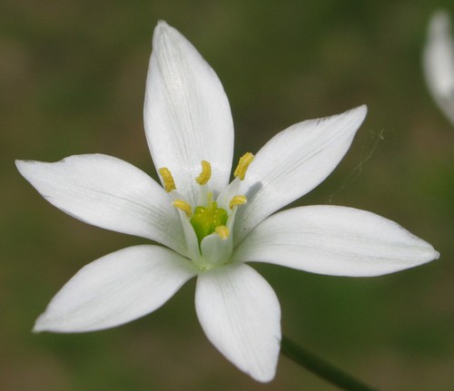 fleur