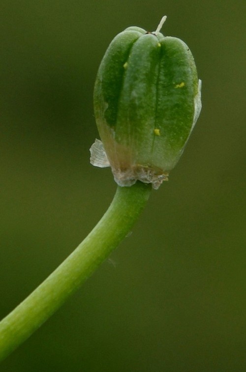 fruit