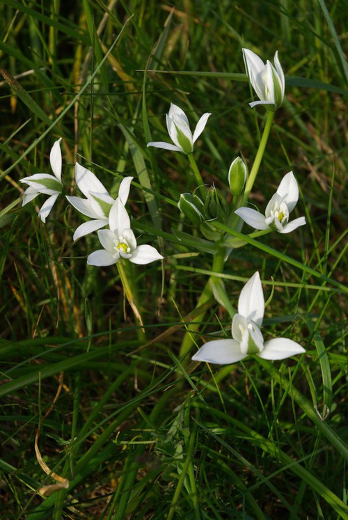Plante entière