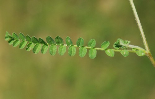 détail feuille