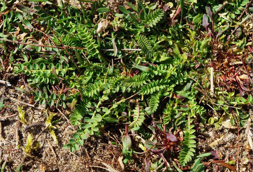 feuille