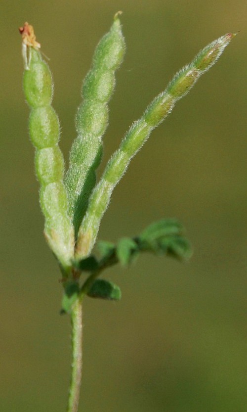 fruit