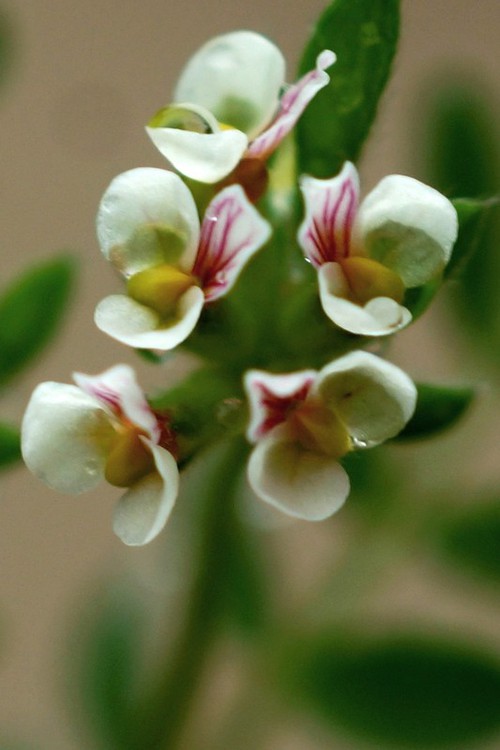 inflorescence