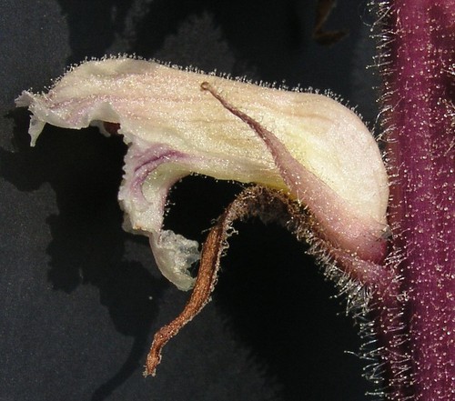 détail fleur - côté