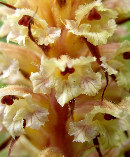 détail fleur - face