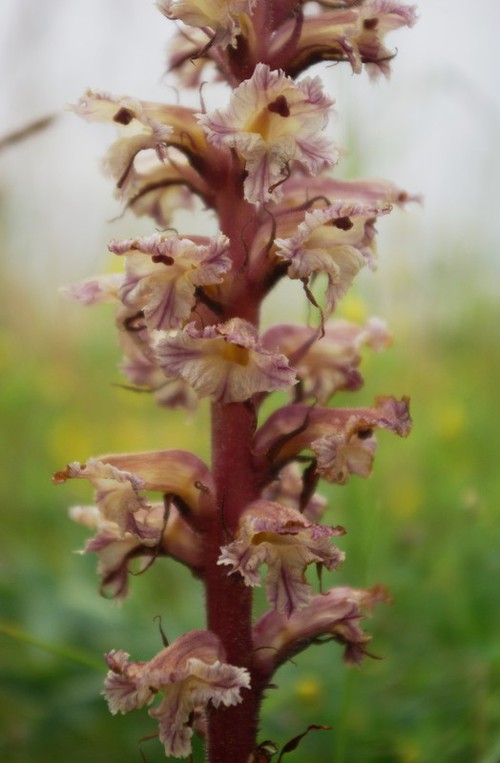 inflorescence