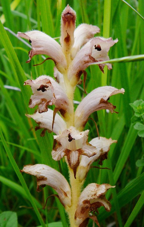 détail fleur