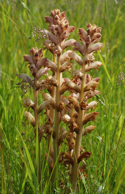 inflorescence