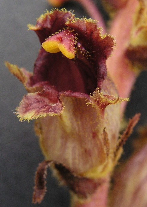détail fleur