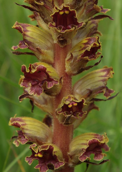 détail inflorescence
