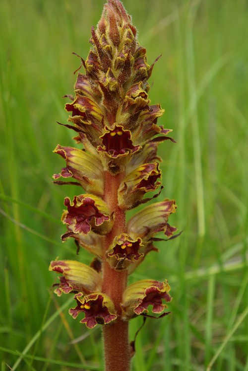 inflorescence
