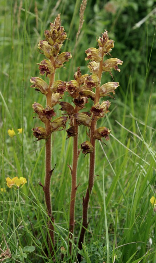 Plante entière