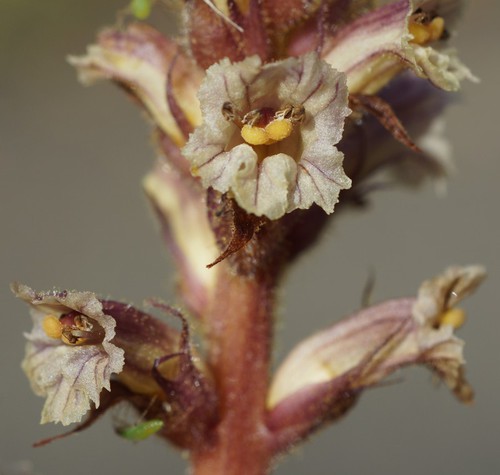détail fleur