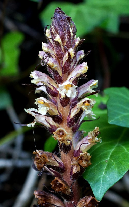 inflorescence