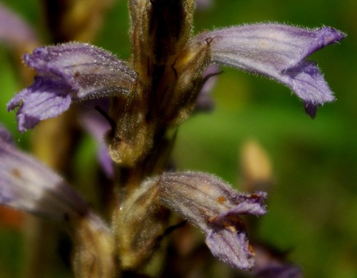 détail fleur