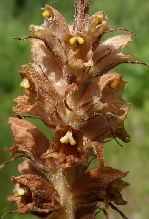 détail fleur