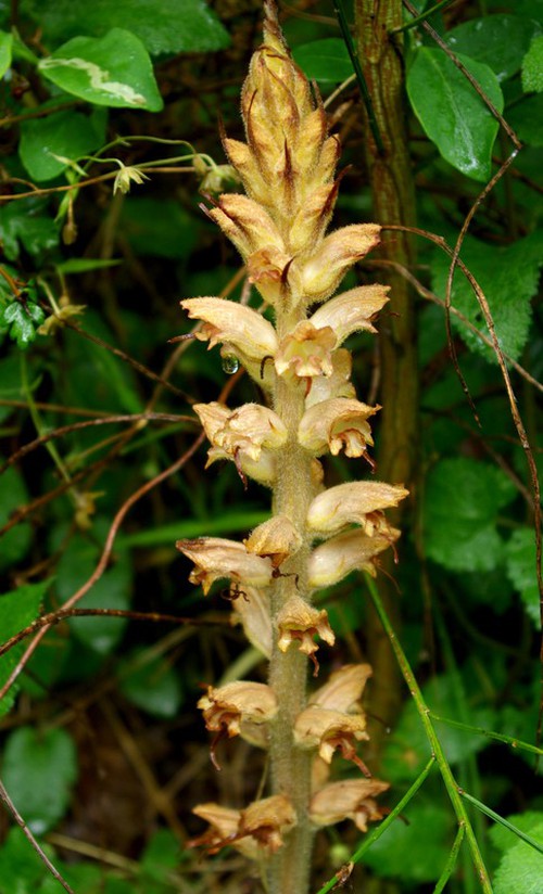 inflorescence