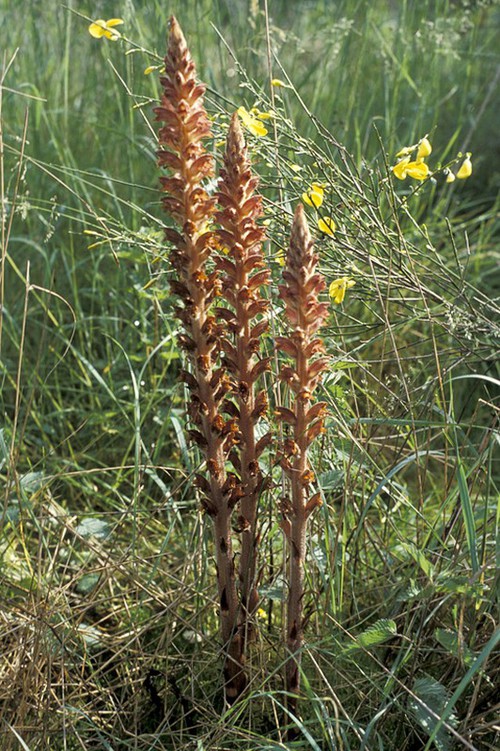 Plante entière