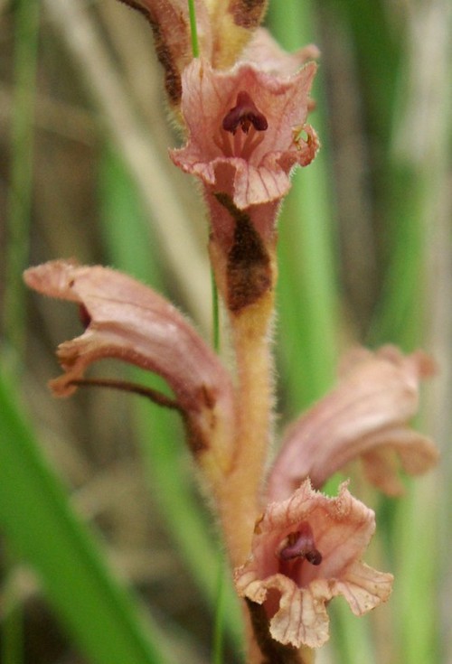 détail fleur