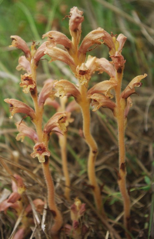 inflorescence