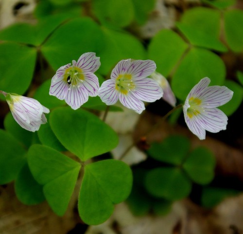 fleur