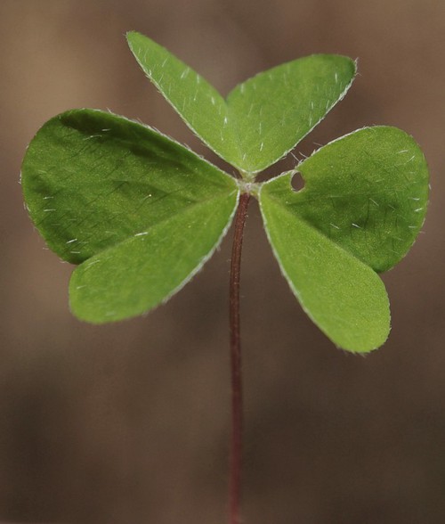 feuille