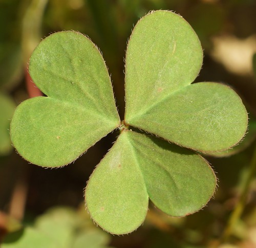 feuille