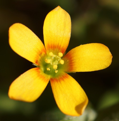 fleur