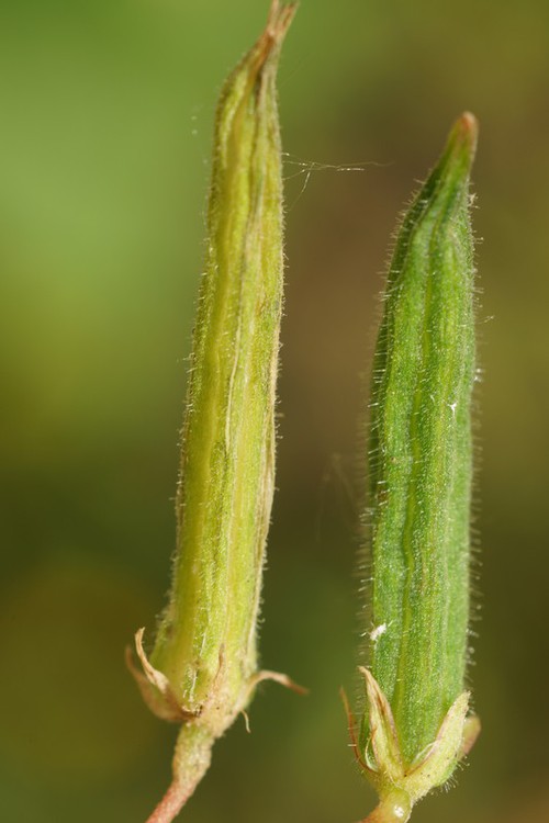 fruit