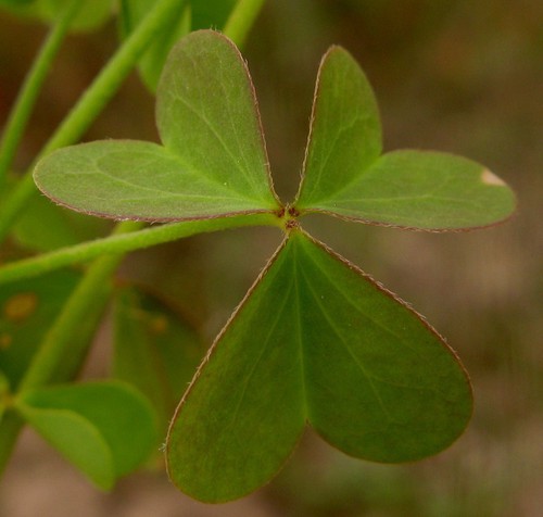 feuille