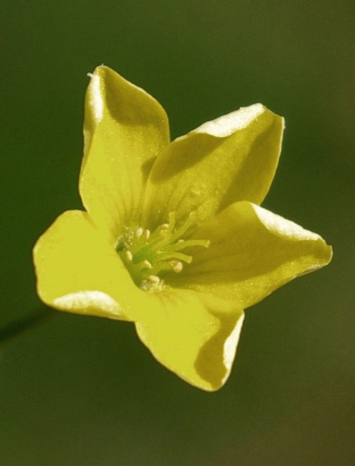 fleur