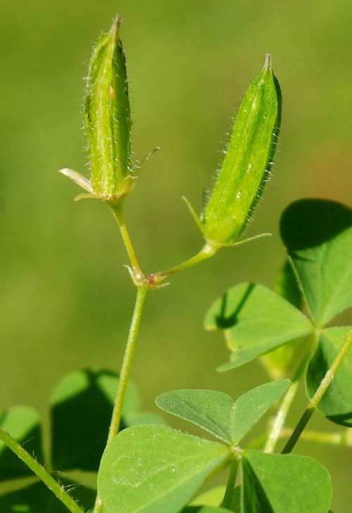 fruit