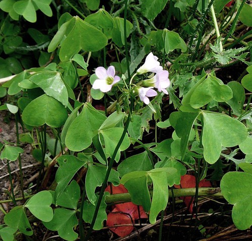 Plante entière