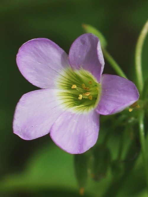 détail fleur
