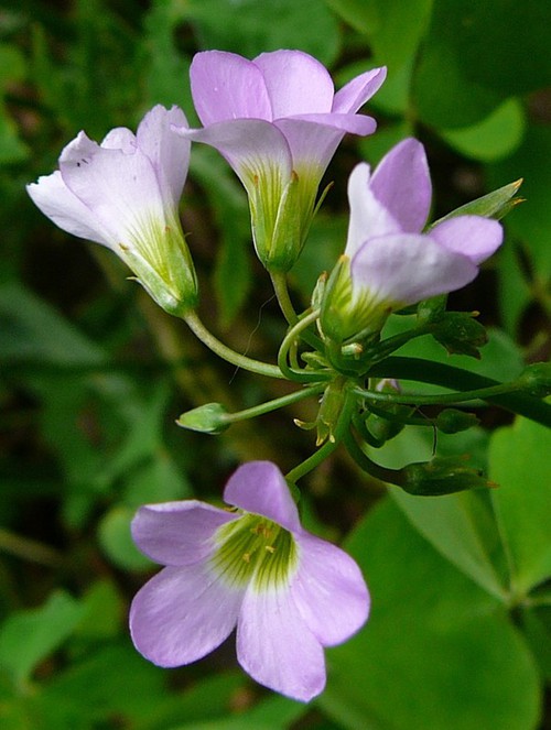 inflorescence