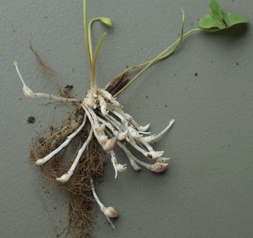 rhizomes et bulbilles