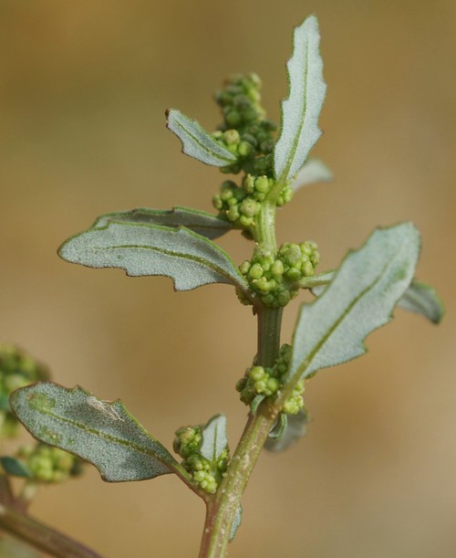 feuille