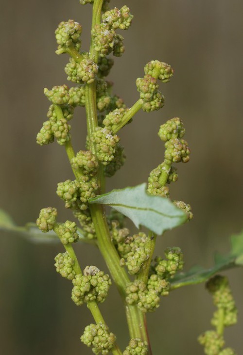 inflorescence