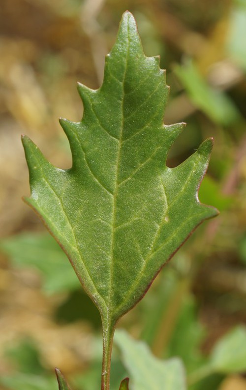 feuille