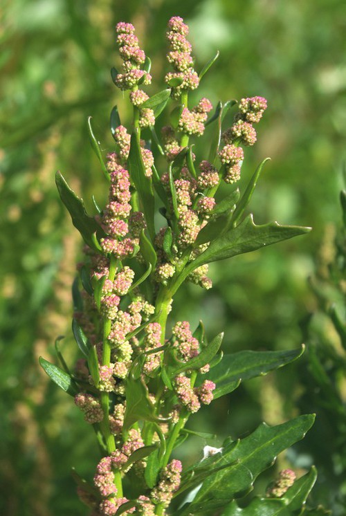 inflorescence
