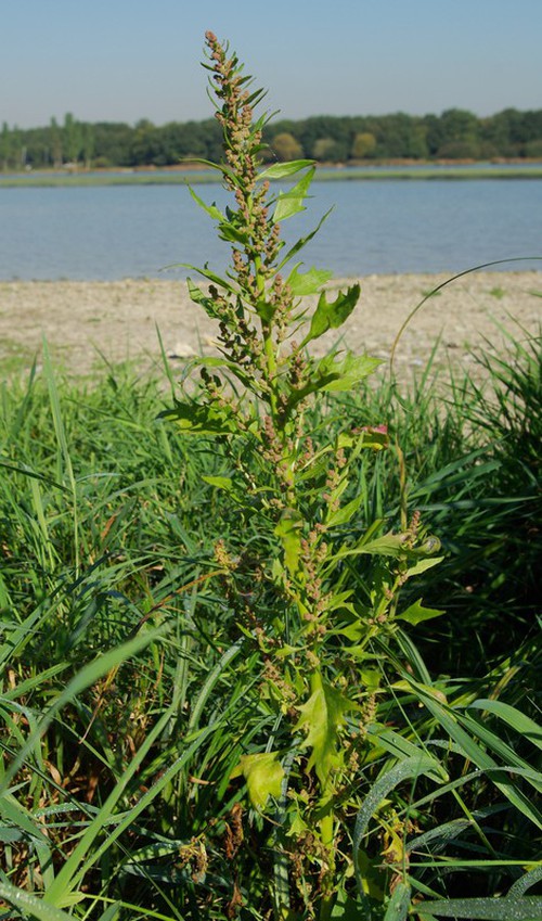 Plante entière