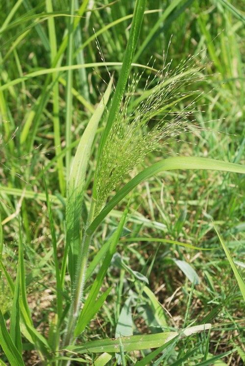 Plante entière