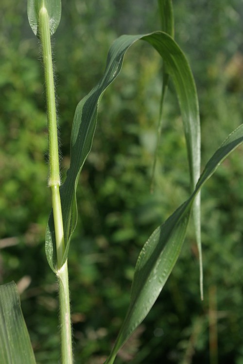 feuille