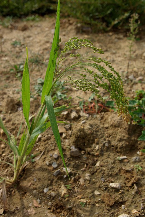 Plante entière