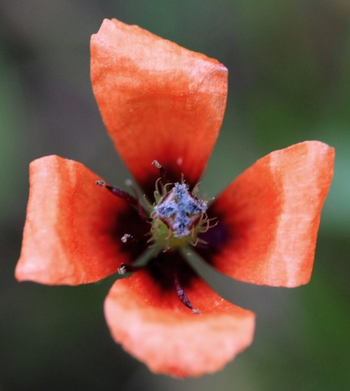 fleur