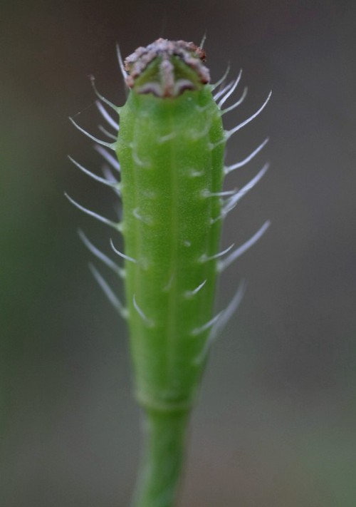 fruit