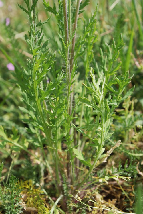 feuille
