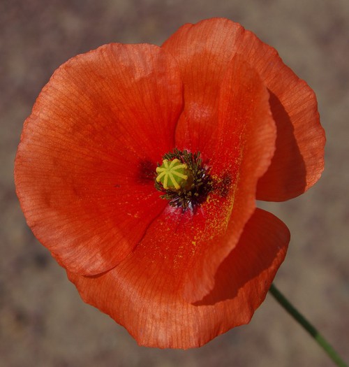 fleur